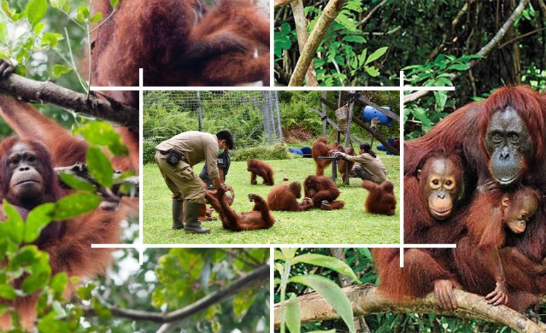 4 Destinasi Wisata Yang Wajib Di Kunjungi Di Kalimantan Tengah