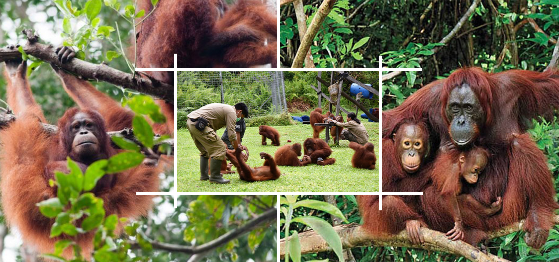 4 Destinasi Wisata Yang Wajib Di Kunjungi Di Kalimantan Tengah