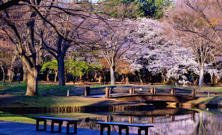 5 Destinasi Wisata Paling Populer di Jepang